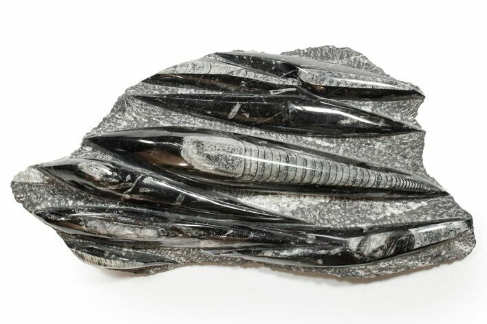 Polished Fossil Orthoceras (Cephalopod) Plate - Morocco #352290